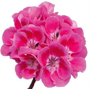 Bild von Geranium Staand P12 Moonlight Vineta